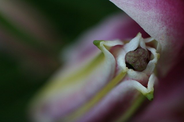 Free download Flower Bud Stargazer -  free photo or picture to be edited with GIMP online image editor