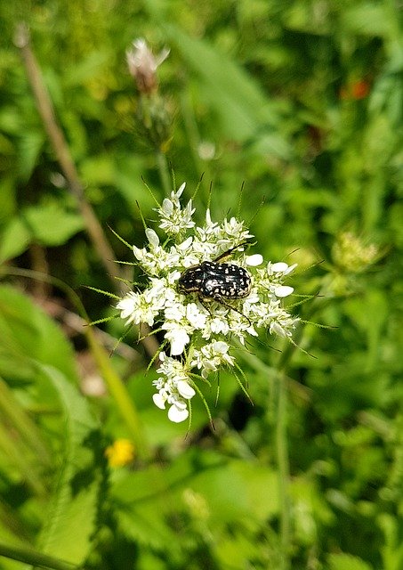 Free download Flower Bug Beetle -  free photo or picture to be edited with GIMP online image editor