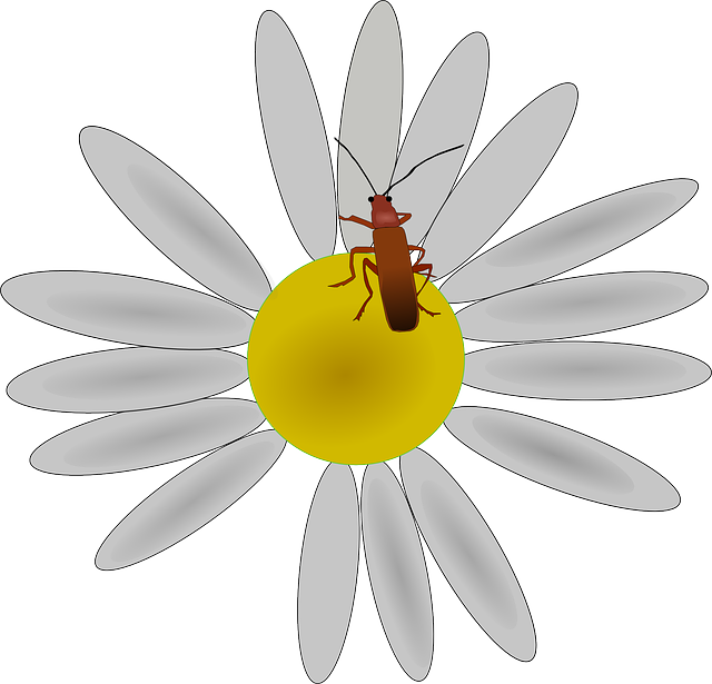 Free download Flower Bug Daisy - Free vector graphic on Pixabay free illustration to be edited with GIMP free online image editor