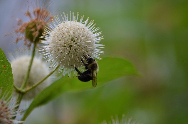 Free download Flower Bumblebee Insect -  free photo or picture to be edited with GIMP online image editor