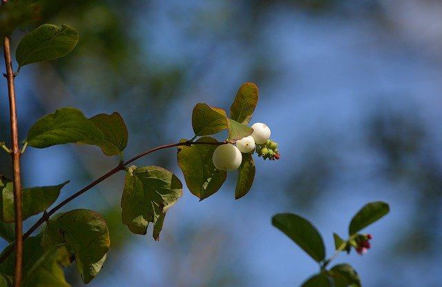 Free download Flower Burgeon Blossom -  free photo or picture to be edited with GIMP online image editor