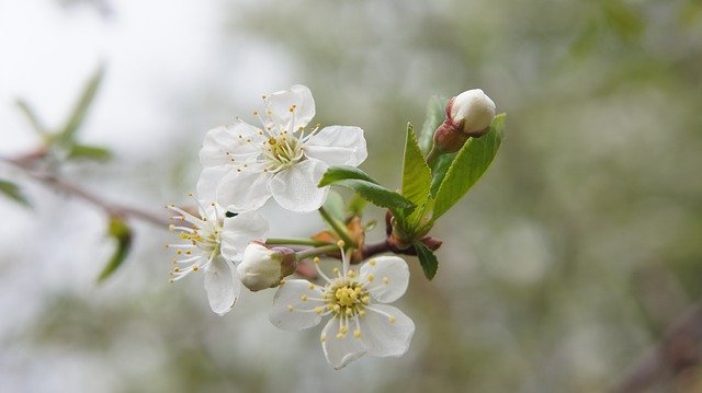 Free download Flower Bush White -  free photo or picture to be edited with GIMP online image editor