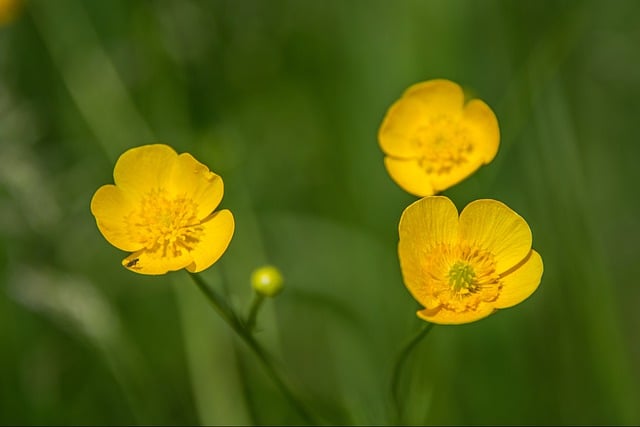 Free download flower buttercup blossom bloom free picture to be edited with GIMP free online image editor