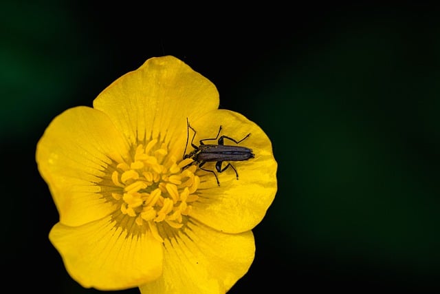 Free download flower buttercup insect ranunculus free picture to be edited with GIMP free online image editor