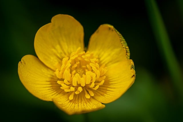 Free download flower buttercup ranunculus free picture to be edited with GIMP free online image editor