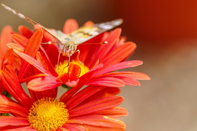 Free download flower butterfly entomology insect free picture to be edited with GIMP free online image editor