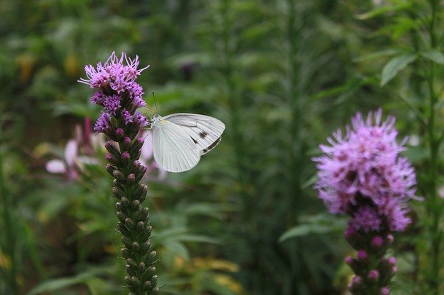 Free download flower butterfly nature insects free picture to be edited with GIMP free online image editor