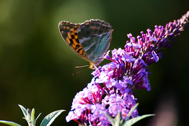 Free download flower butterfly nature pollination free picture to be edited with GIMP free online image editor