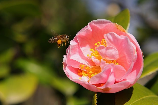 Free download flower camellia bee blossom bloom free picture to be edited with GIMP free online image editor