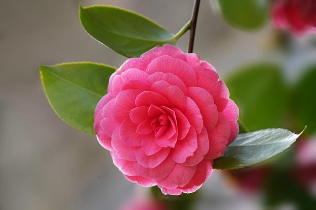 Free download flower camellia botany bloom free picture to be edited with GIMP free online image editor