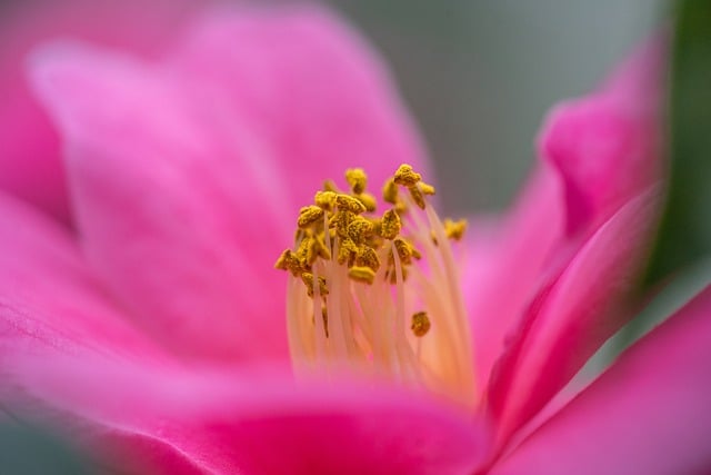 Free download flower camellia camellia blossom free picture to be edited with GIMP free online image editor