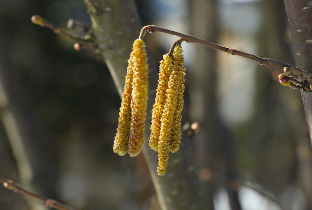 Free download flower catkin hanging seeds sprig free picture to be edited with GIMP free online image editor