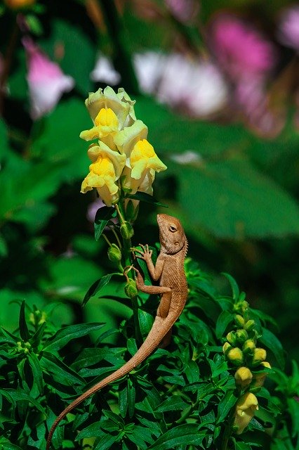 Kostenloser Download Flower Chameleon Nature - kostenloses Foto oder Bild zur Bearbeitung mit GIMP Online-Bildbearbeitung