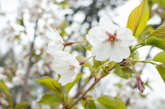 Free download Flower Cherry Blossom -  free photo or picture to be edited with GIMP online image editor