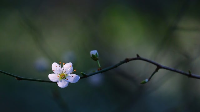 Free download flower cherry blossom blossom petal free picture to be edited with GIMP free online image editor