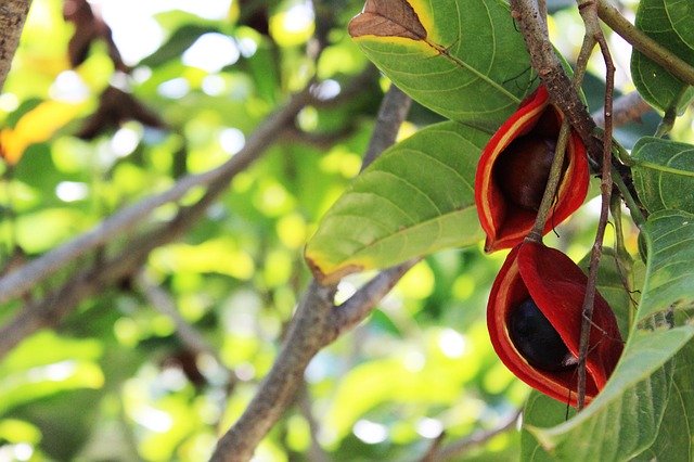 دانلود رایگان Flower Chestnut Flowers - عکس یا تصویر رایگان قابل ویرایش با ویرایشگر تصویر آنلاین GIMP