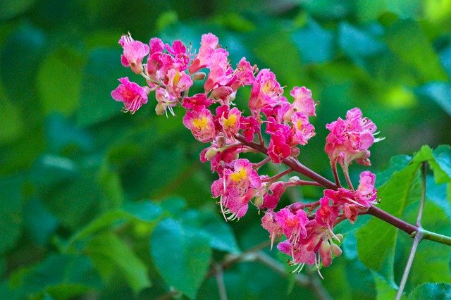 Free download Flower Chestnut Ornamental -  free photo or picture to be edited with GIMP online image editor