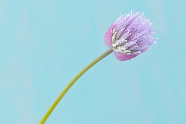 Free download flower chives floral spring nature free picture to be edited with GIMP free online image editor