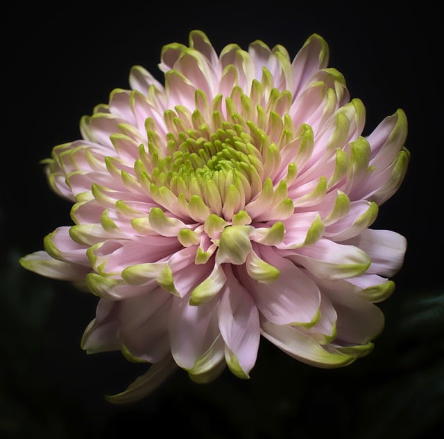 Free download flower chrysanthemum bloom blossom free picture to be edited with GIMP free online image editor