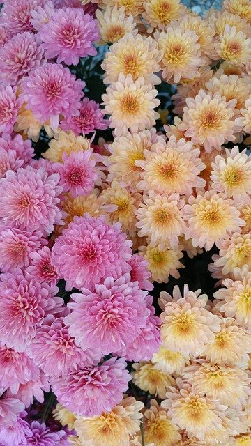 Free download Flower Chrysanthemum Blossom -  free photo or picture to be edited with GIMP online image editor