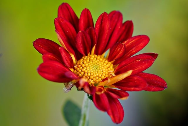 Free download flower chrysanthemum flora free picture to be edited with GIMP free online image editor