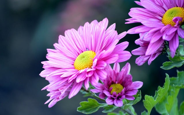 Free download flower chrysanthemums blossoms free picture to be edited with GIMP free online image editor