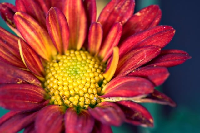 Free download flower chrysanthemum yellow pollen free picture to be edited with GIMP free online image editor