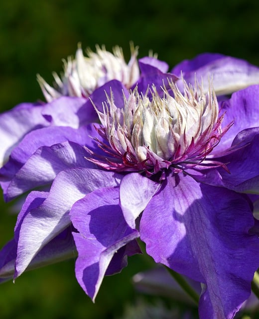 Free download flower clematis petals blossom free picture to be edited with GIMP free online image editor