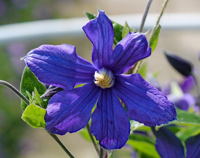 Free download Flower Clematis Plant -  free photo or picture to be edited with GIMP online image editor