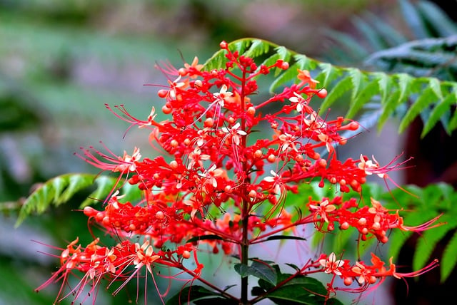 Free download flower clerodendrum botany bloom free picture to be edited with GIMP free online image editor