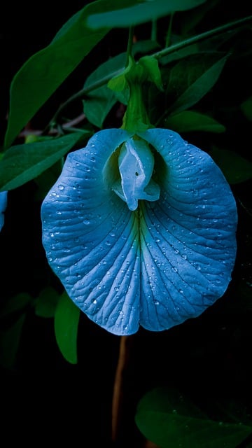 Free download flower clitoria ternatea pigeonwings free picture to be edited with GIMP free online image editor