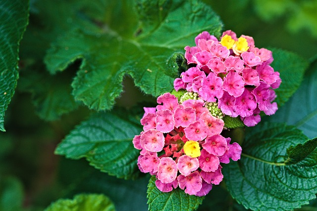 Free download flower colored red macro floret free picture to be edited with GIMP free online image editor