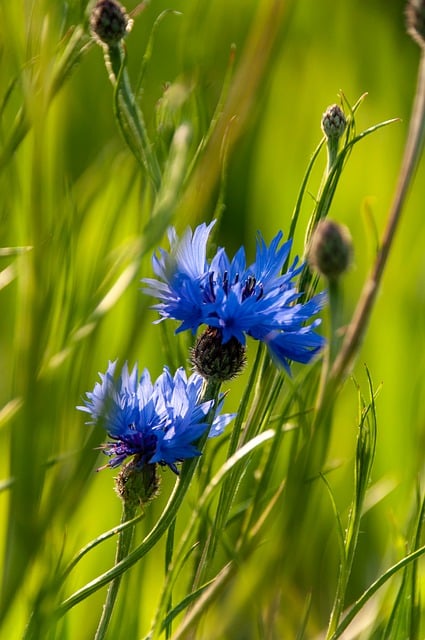 Free download flower cornflower meadow blue free picture to be edited with GIMP free online image editor