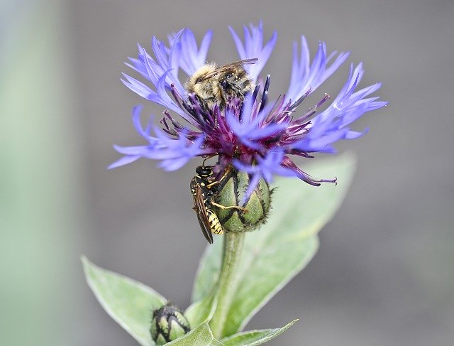 Free download Flower Cornflower Wasp -  free photo or picture to be edited with GIMP online image editor