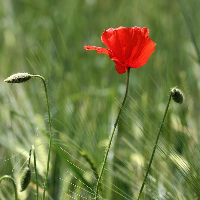 Free download flower corn poppy bud blossom free picture to be edited with GIMP free online image editor