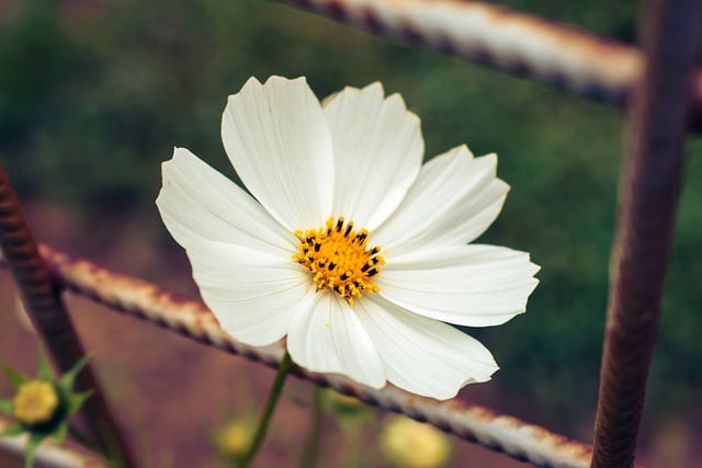 Free download flower cosmea cosmos free picture to be edited with GIMP free online image editor