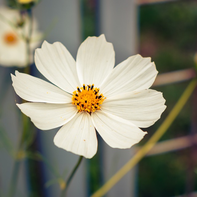 Free download flower cosmea cosmos bipinnatus free picture to be edited with GIMP free online image editor