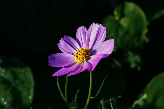 Free download flower cosmos autumn botany bloom free picture to be edited with GIMP free online image editor