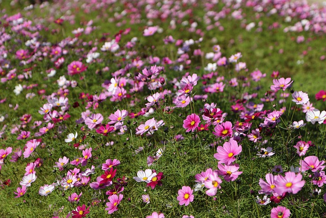 Free download flower cosmos autumn garden meadow free picture to be edited with GIMP free online image editor