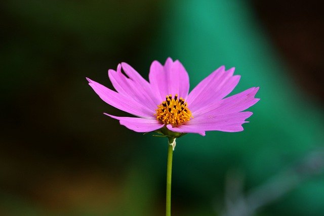 Free download flower cosmos bloom blossom petals free picture to be edited with GIMP free online image editor