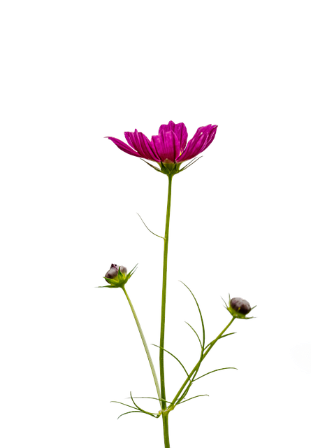 Free download Flower Cosmos Flowers -  free illustration to be edited with GIMP free online image editor