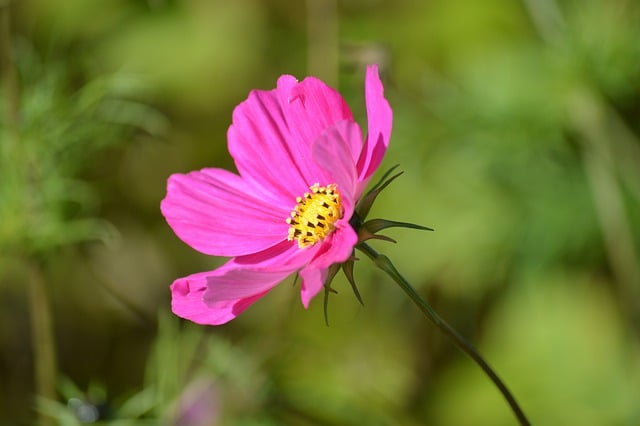 Free download flower cosmos petals pink flower free picture to be edited with GIMP free online image editor