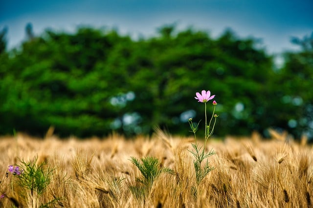 Free download flower cosmos plant barley free picture to be edited with GIMP free online image editor