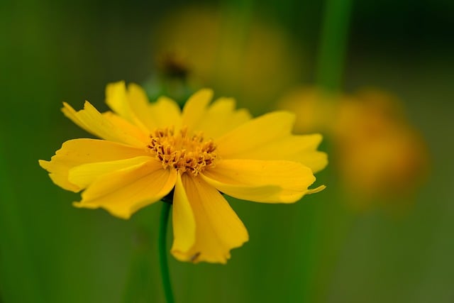 Free download flower cosmos yellow flora nature free picture to be edited with GIMP free online image editor