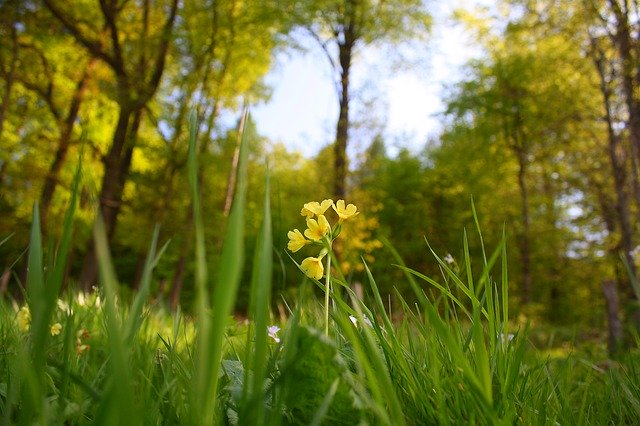 Free download Flower Cowslip Bloom -  free photo or picture to be edited with GIMP online image editor