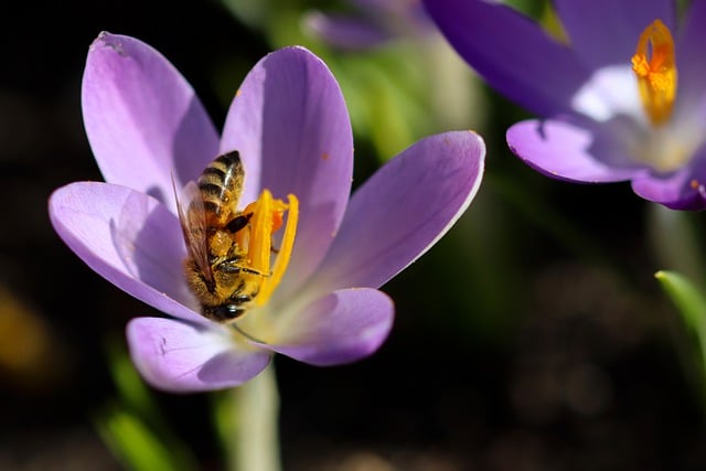 Free download flower crocus bee insect blossom free picture to be edited with GIMP free online image editor