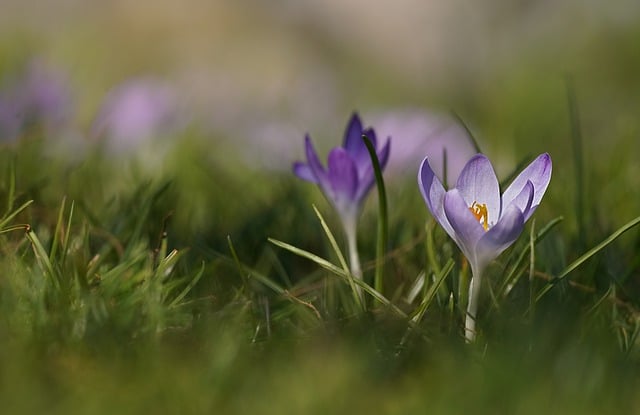 Free download flower crocus bloom blossom botany free picture to be edited with GIMP free online image editor