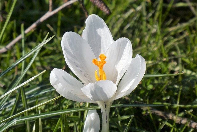 Free download flower crocus bloom botany blossom free picture to be edited with GIMP free online image editor