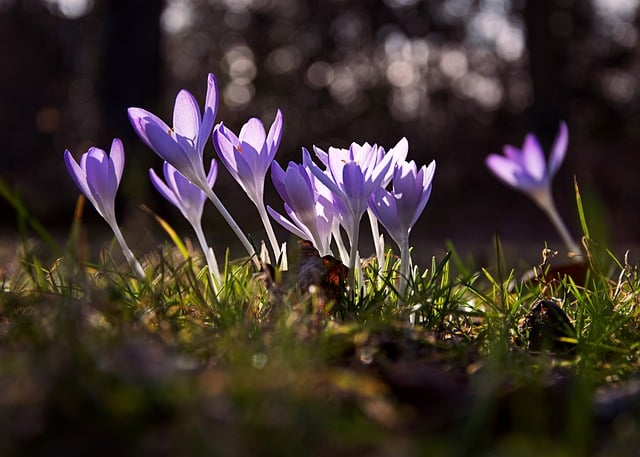 Free download flower crocus bloom purple flora free picture to be edited with GIMP free online image editor