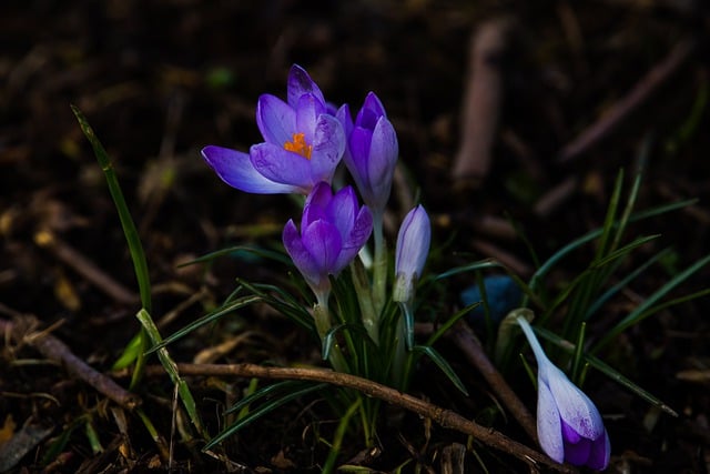 Free download flower crocuses botany bloom free picture to be edited with GIMP free online image editor